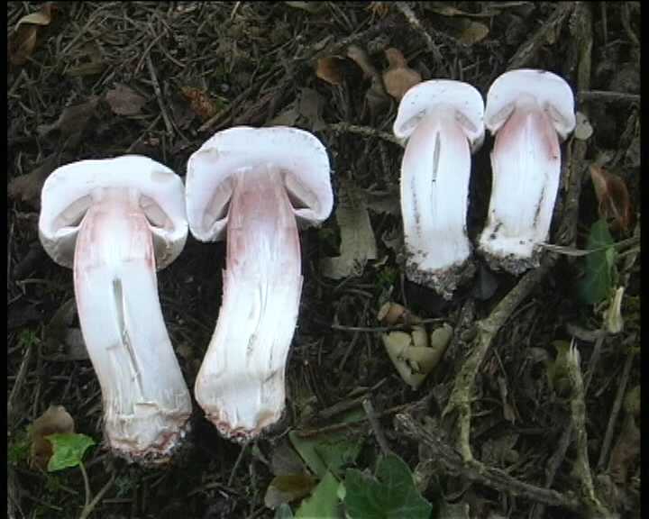 Agaricus benesii   (Pilat)  Singer
